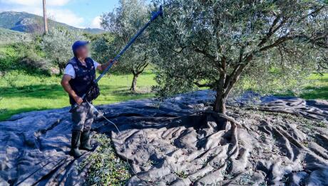 Ελαιοκομικό Μητρώο: Υπόχρεοι Και Όσοι Δε Μαζεύουν Ελιές