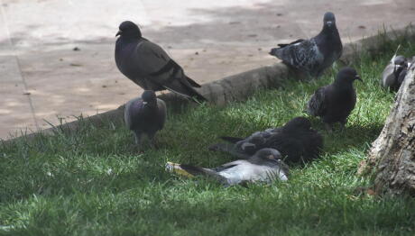 Ρωσία: Πώς Χρησιμοποιεί Περιστέρια Ως Κατασκόπους