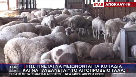 Τα Κοπάδια Μειώνονται - Το Αιγοπρόβειο Γάλα Αυξάνεται