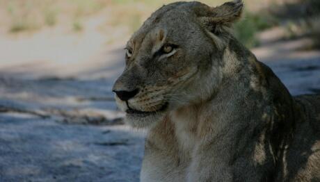 Βραζιλία: Λιοντάρι Κατασπάραξε 19χρονο