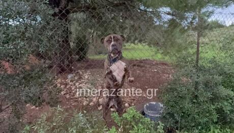 Ζάκυνθος: Μου Σκότωσε Το Παιδί Φώναζε Ο Πατέρας