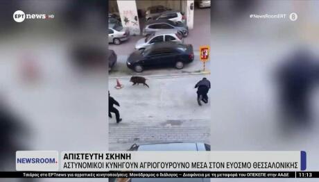 Εύοσμος: Αστυνομικοί Κυνηγούσαν Αγριογόρουνο