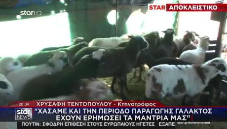 Κτηνοτρόφοι: Ζουν Τον Εφιάλτη Των Άδειων Στάβλων