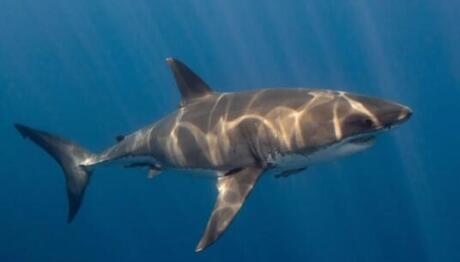 Μεγάλοι Λευκοί Καρχαρίες