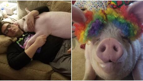 Έσωσαν Γουρούνι Από Ευθανασία Κι Έγιναν Χορτοφάγοι