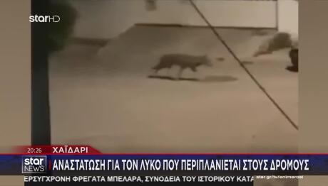 Χαϊδάρι: Αναστάτωση Για Λύκο Που Περιπλανιέται Στους Δρόμους