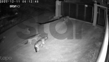 Βίντεο Με Λύκους Στο Πανόραμα Θεσσαλονίκης