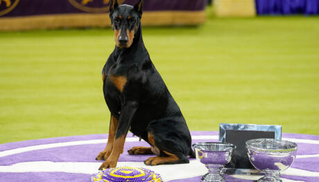 Westminster Dog Show: Το Ντόμπερμαν Πένι Κέρδισε Το Βραβείο!