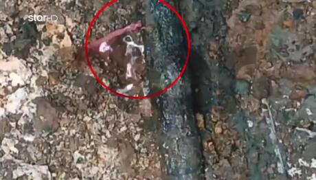 Βιολάντα: Φωτογραφία Ντοκουμέντο Από Τη Διαρροή Στον Σωλήνα