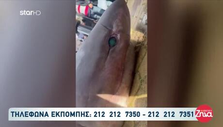 Πάλαιρος: Ψαράς «Έπιασε» Καρχαρία 300 Κιλών