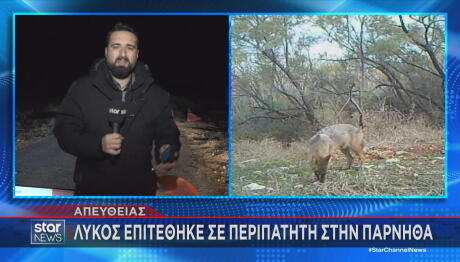 Πάρνηθα: Λύκος Eπιτέθηκε Σε Περιπατητή