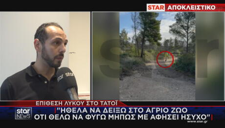 Τατόι λύκος