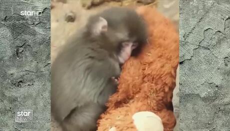 Viral το μαϊμουδάκι που βρήκε παρηγοριά σε ένα λούτρινο αρκουδάκι