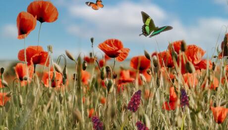 Εαρινή Ισημερία 2026: Πότε Μπαίνει Η Άνοιξη