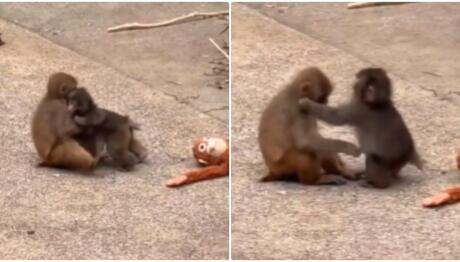 Ο Viral Πίθηκος Punch Βρήκε Τον Έρωτα