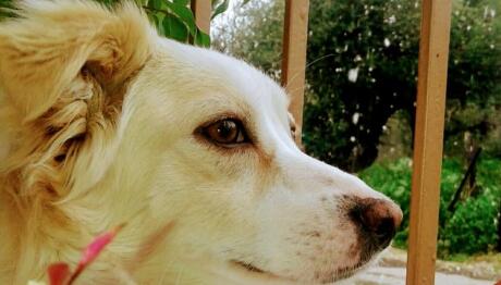 Σπιθούλα μου