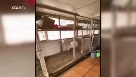 Αμπελόκηποι: Βρήκαν Κότες Και Κατσίκες Σε Ταράτσα Κτιρίου!