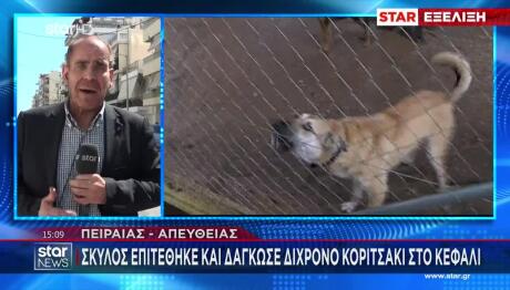 Πειραιάς: Σκύλος Δάγκωσε 2χρονη Στο Κεφάλι