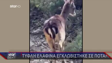 Ρόδος: Συγκινητική Διάσωση Τυφλής Ελαφίνας