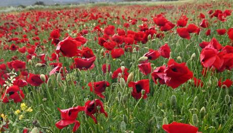 Καιρός: «Φθινοπωρινή Παρένθεση» Με Κρύο Την Πρωτομαγιά