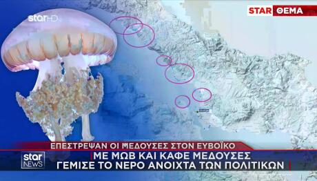 Μέδουσες: Eπανεμφανίστηκαν στις ελληνικές θάλασσες- «Στρατιές» στον Ευβοϊκό