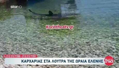 Καρχαρίες Ελλάδα: Ποια Είδη Υπάρχουν Και Πού Εμφανίζονται