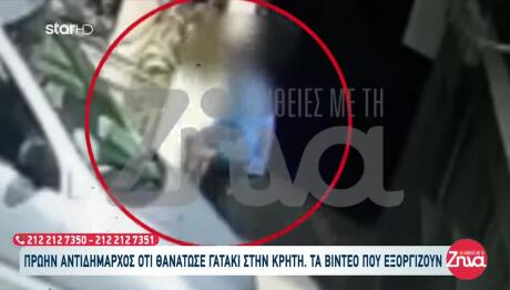 Κρήτη: Πρώην Αντιδήμαρχος Κατηγορείται Ότι Σκότωσε Γατάκι