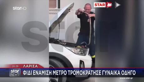 Λάρισα: Φίδι Ενάμιση Μέτρου Τρομοκράτησε Γυναίκα Οδηγό