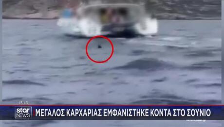 καρχαρίας Ανάβυσσος