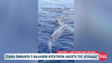 Σπάνια Εμφάνιση Φαλαινών Ανοιχτά Της Λευκάδας!