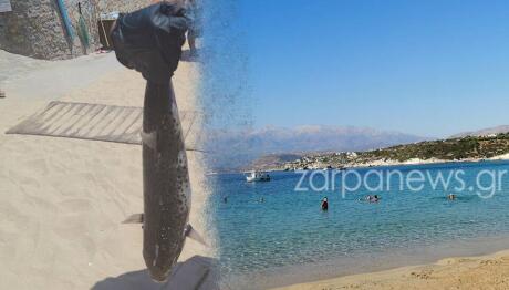 Πάτρα: Γυναίκα Ισχυρίζεται Ότι Τη Δάγκωσε Λαγοκέφαλος