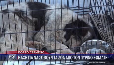 Φωτιά Πόρτο Γερμενό: Δεκάδες Ζώα Σώθηκαν Από Τις Φλόγες
