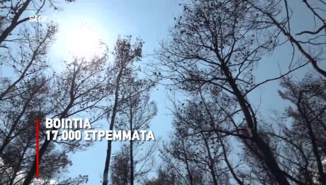 Φωτιές: Στάχτη Το Πράσινο Στολίδι Της Δυτικής Αττικής