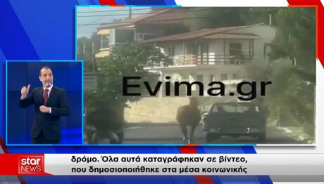Εύβοια:Καταγγελία Για Τραυματισμένο Άλογο Δεμένο Σε Καρότσα