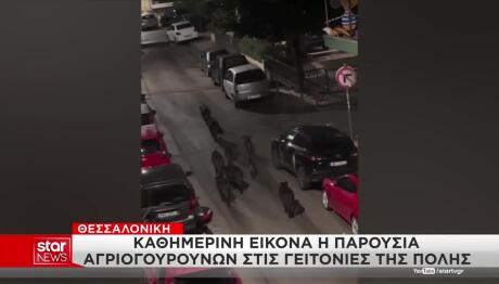 Θεσσαλονίκη: Αγριογούρουνα Εμφανίστηκαν Ξανά Στην Πόλη