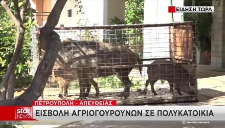 Αγριογούρουνα Στην Πετρούπολη: Επιχείρηση Στην Οδό Πίνδου