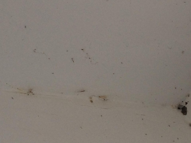 Aράχνες και κουνούπια στο Αιτωλικό