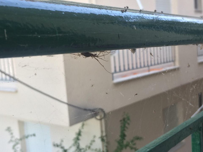 Aράχνες και κουνούπια στο Αιτωλικό
