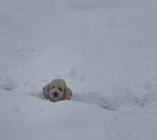 Το σκυλάκι της οικογένειας Τσίπρα απόλαυσε το χιόνι - φωτογραφία από Instagram 