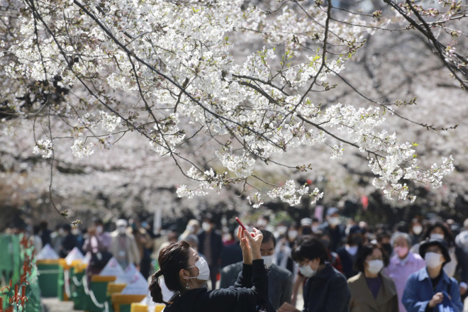 Κόσμος, φορώντας προστατευτικές μάσκες φωτογραφίζει τις ανθισμένες κερασιές στο Τόκιο- φωτογραφία ΑΡ