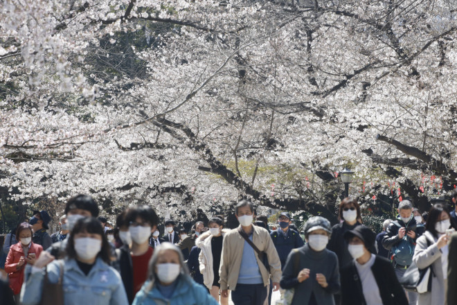 Οι κερασιές στην Ιαπωνία άνθισαν φέτος, δύο εβδομάδες νωρίτερα λόγω της πρώιμης άνοιξης- φωτογραφία ΑΡ
