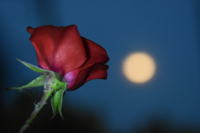 Το Ροζ Φεγγάρι στην Αργολίδα
