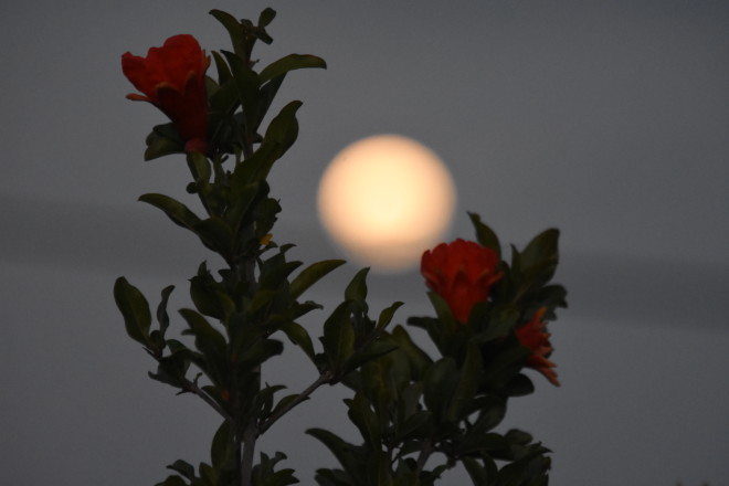Το «Φεγγάρι των Λουλουδιών» όπως φάνηκε στην Ελλάδα - Πίσω από ένα λουλούδι
