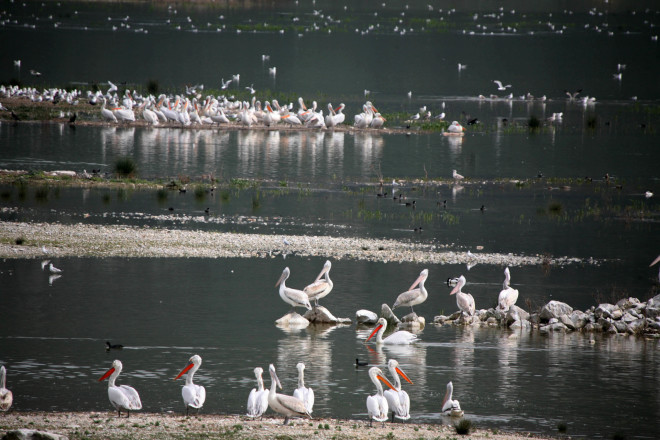 Πουλιά στη λίμνη Κάρλα