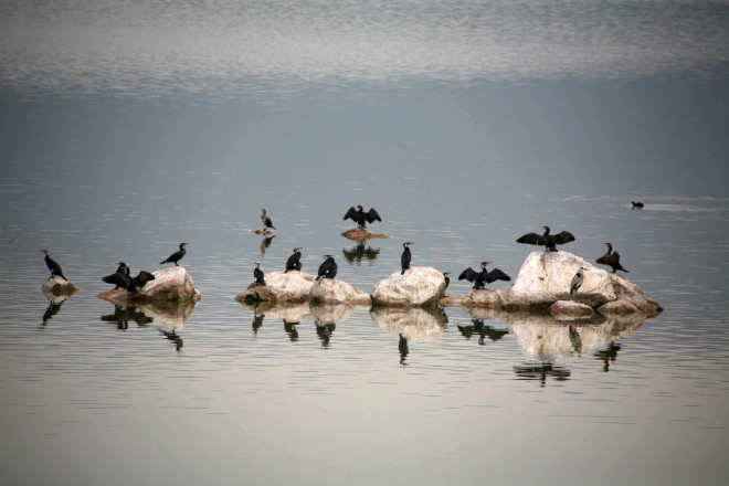 Πουλιά κολυμπούν στη λίμνη Κάρλα