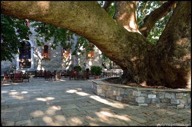 Τσαγκαράδα - υπεραιωνόβιο δέντρο