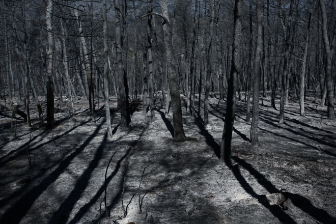 Εικόνα από το καμμένο δάσος της Πάρνηθας- φωτογραφία Eurokinissi