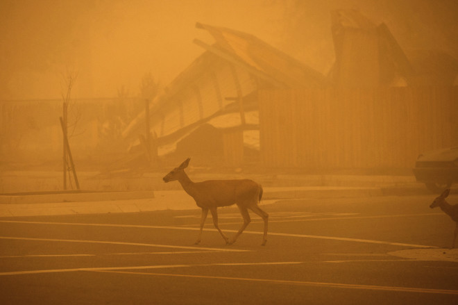 Eλάφι τρέχει να σωθεί από την πυρκαγιά στην Καλιφόρνια- AP Photo/Noah Berger