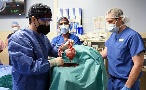 Οι χειρουργοί λίγο πριν τη μεταμόσχευση καρδιάς χοίρου- πηγή University of Maryland School of Medicine