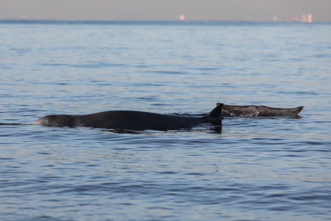 Φάλαινα φυσητήρας στα ρηχά του Αλίμου- φωτογραφία Eurokinissi